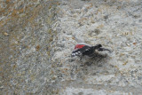 Tichodrome chelette - Wallcreeper - Tichodroma muraria