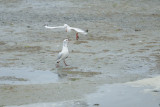 Mouette rieuse -Black-headed Gull - Chroicocephalus ridibundus