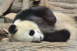 A day in Beauval, all day sleeping panda