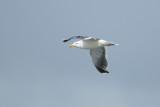 Goland argent - European Herring Gull - Larus argentatus 