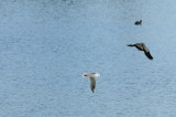 Mouette rieuse -Black-headed Gull - Chroicocephalus ridibundus & Vanneau hupp - Northern Lapwing - Vanellus vanellus 