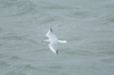 Mouette rieuse -Black-headed Gull - Chroicocephalus ridibundus & Vanneau hupp - Northern Lapwing - Vanellus vanellus 