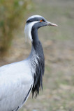 Grue demoiselle - Demoiselle crane - Grus virgo 