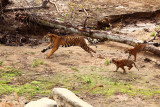 Running Tigers MG_3262.JPG