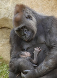 Newborn Baby Gorilla MG_4363.jpg