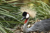 African Crowned Crane 4919.JPG