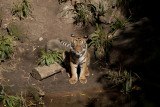 Tiger Cub 9190.JPG