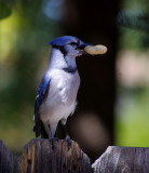 bluejay and peanut.JPG