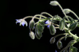 borage flower.JPG