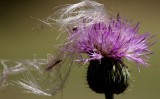 burdock in the wind.JPG