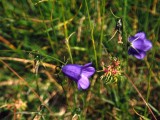 Harebells