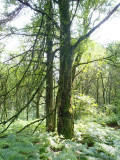 Sea of fern