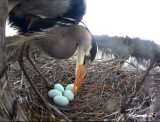 Heron rolling eggs