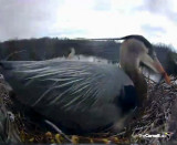 Heron male