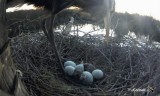 hatching