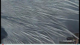 feathers5
