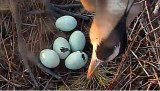 eggs Pipping2