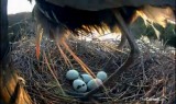 eggs Pipping5
