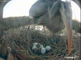 first hatchling just emerged completely