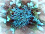 Anemone1 St Croix.jpg