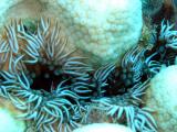 Anemone3 St. Croix.jpg
