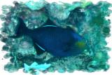 Black durgeon St. Croix.jpg