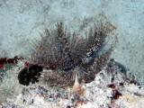 Feather duster3 St. Croix.jpg