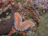 Fireworm1 St. Croix.JPG