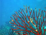 Gorgonian1 St.Croix underwater day2.jpg