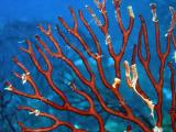 Gorgonian2 St.Croix underwater day2.jpg
