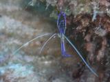 Pederson cleaner shrimp St. Croix.jpg