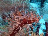 Soft coral1 St.Croix underwater day2.jpg