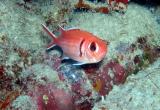 Squirrelfish2 St. Croix.jpg