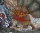 Tubeworm St. Croix.jpg