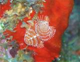xmas tree tubeworms orange St. Croix.jpg