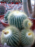 Abbey Brook Cactus Nursery, Matlock