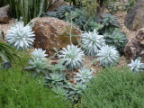 Dudleya?