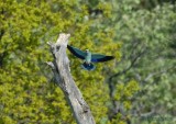 European Roller / Coracias garrulus / Blkrka