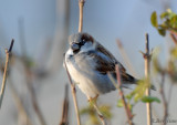 House Sparrow  / Passer domesticus / Grsparv