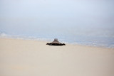 Turtles