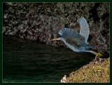 Pacific Reef Egret - take-off...