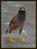 Common Myna