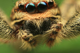 Jumping Spider