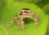 Jumping Spider