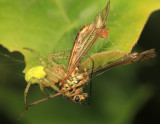 Cucumber spider eating a Crane Fly