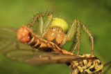 Cucumber spider eating a Crane Fly