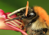 Bombus pascuorum