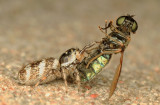 Jumping Spider on a Soldier Fly