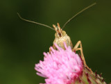 Crambus sp. (Grasmotje)