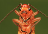 Rhagonycha fulva (Kleine rode weekschildkever)